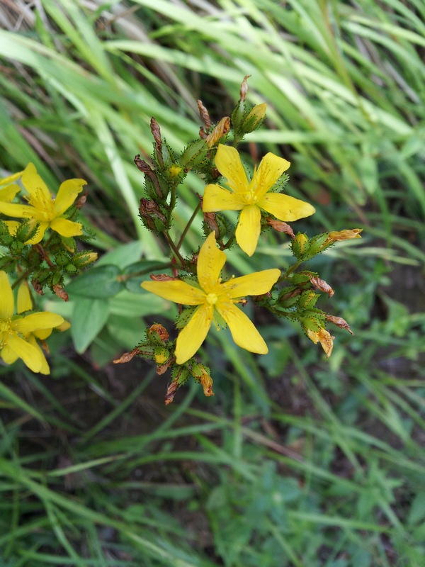 Hypericum montanum